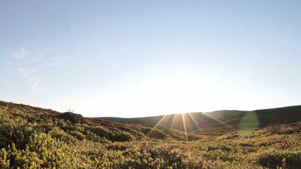 Sunny tundra landscape