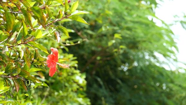 Hibiscus