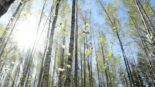 Sunny birch forest in springtime