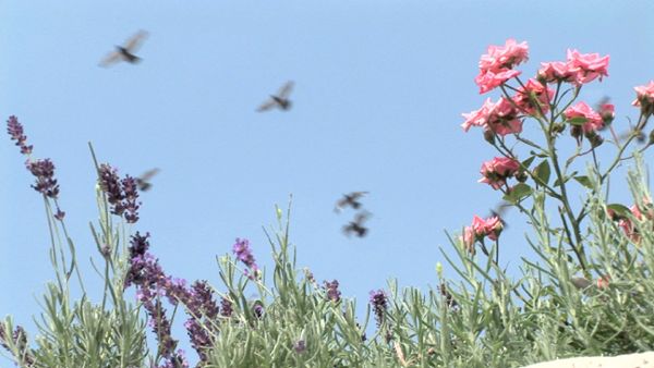 Birds & Flower Field (HD)