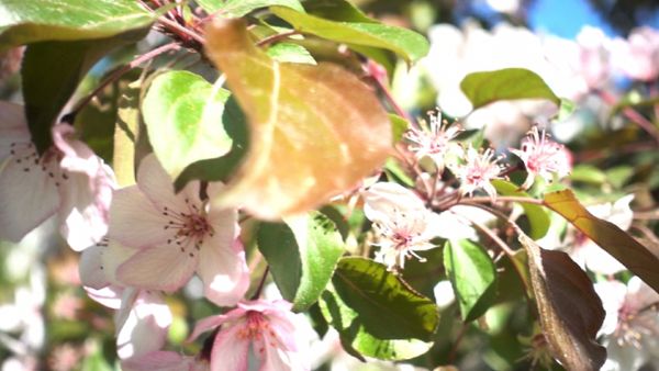 Apple Tree Blossom