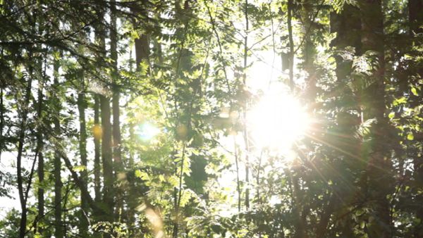 In the very green forest