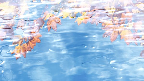 Liquid Autumn