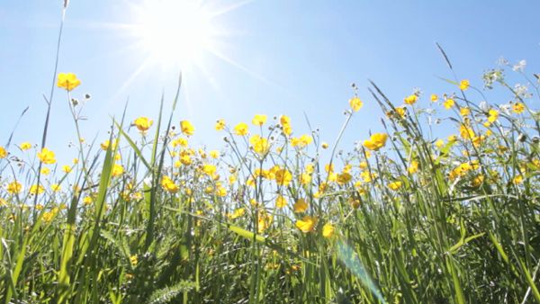 Summer meadow