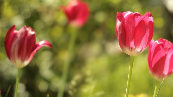 Red Tulips