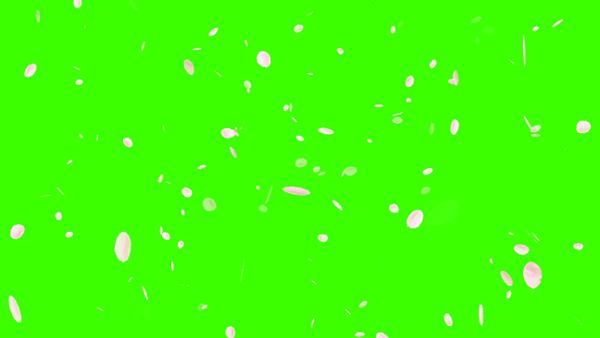 Cherry petals