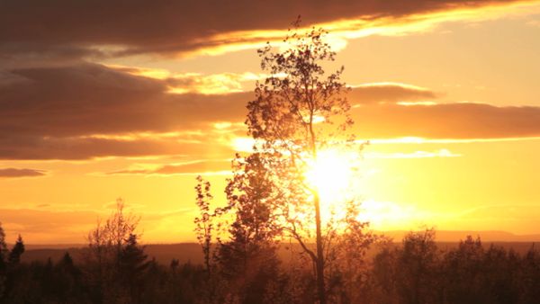 Midsommar evening