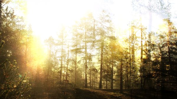 Fairy tale forest