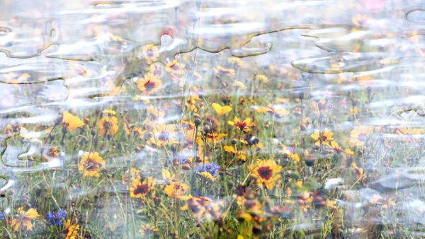 Liquid summer meadow