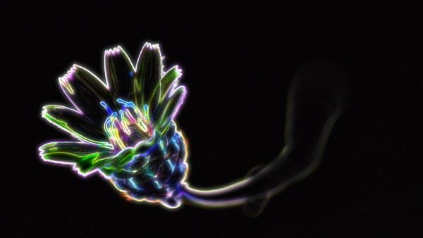 Neon Flower Experience