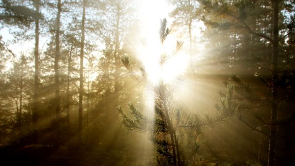 Foggy morning forest