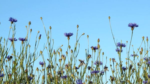 Cornflowers