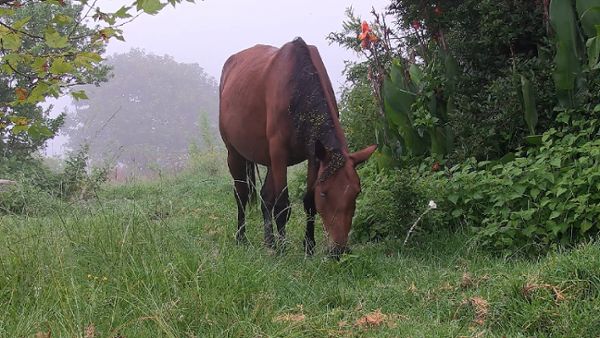 Wild Horse