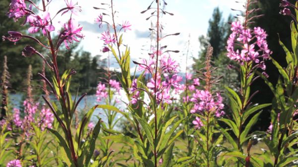 Summer Flowers