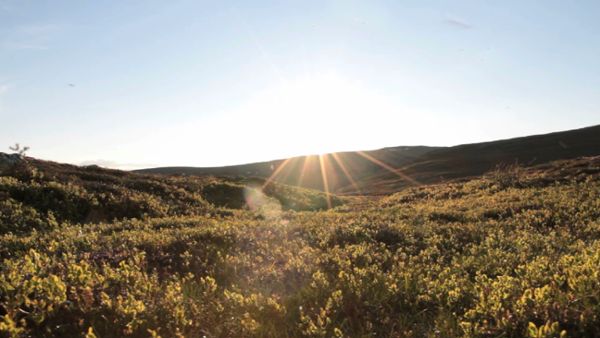 Sunny tundra landscape