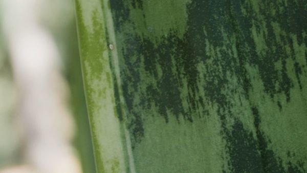 Green plant closeup