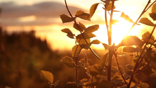 Birch leaves in the evening sun