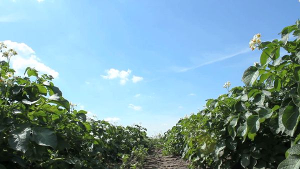 Potatoe Plants