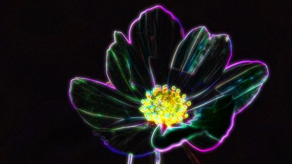 Neon Flower Experience