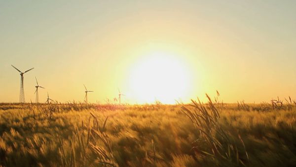 Golden Barley